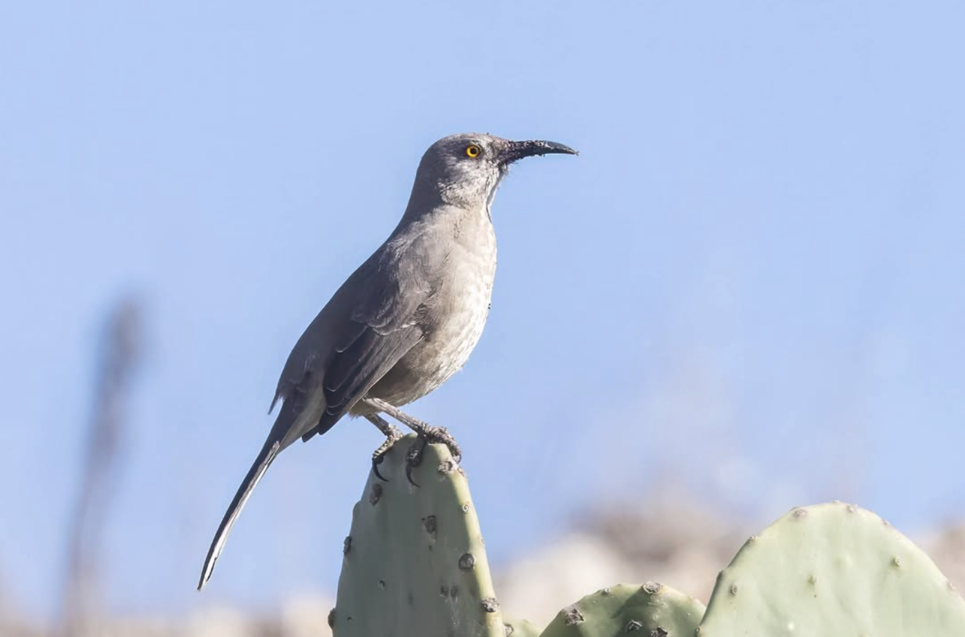 Curve-billed Trasher by Richard Kostecke - Organikos