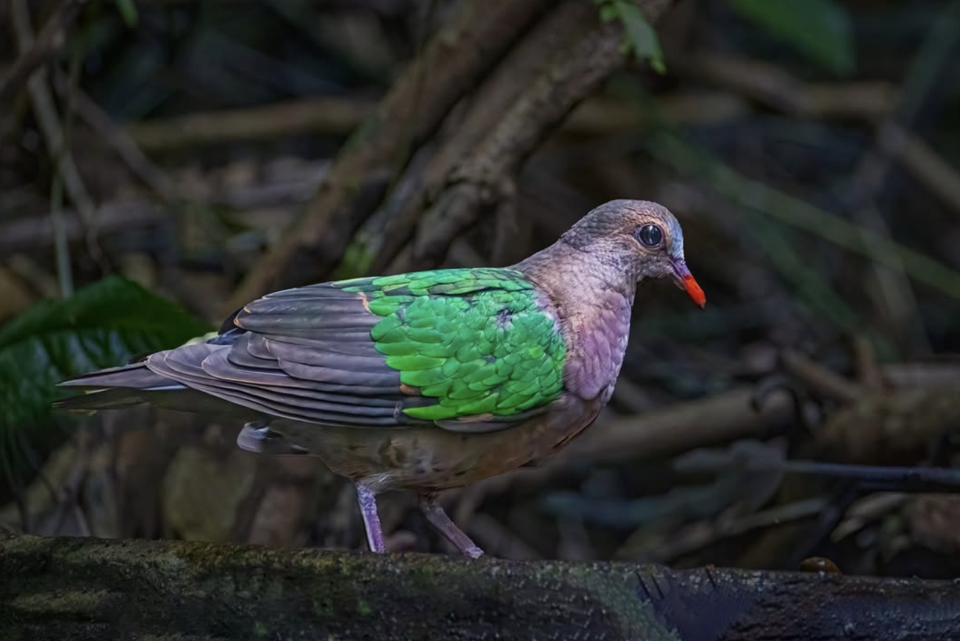 Asian Emerald Dove by Puneet Dhar - Organikos
