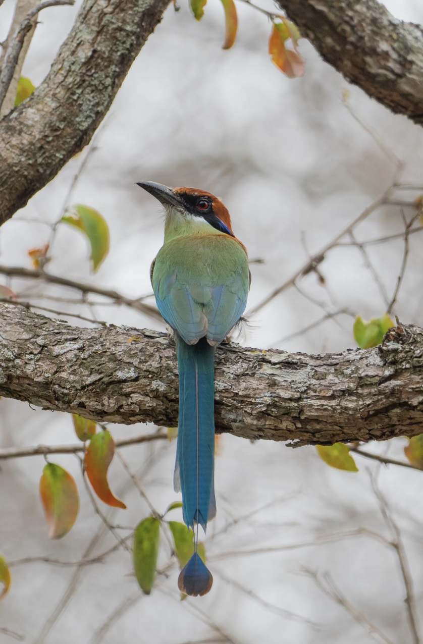 Russet-crowned Motmot by Daniel Aldana - Organikos