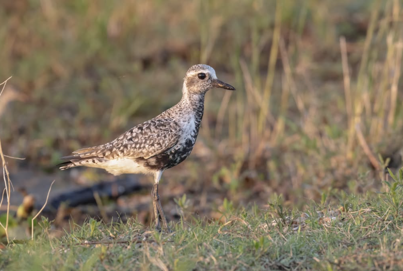 Black-bellied Plover by Richard Kostecke - Organikos