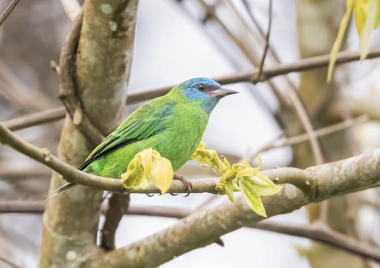 Blue Dacnis by Richard Kostecke - Organikos
