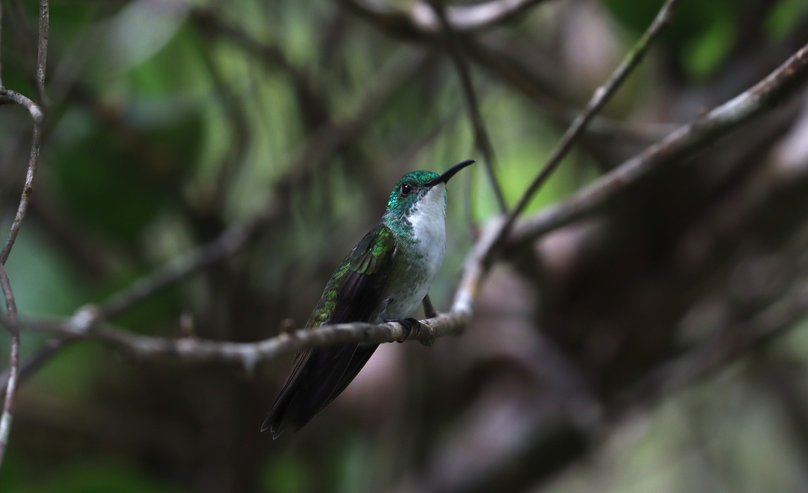 White-chested Emerald by Seth Inman - Organikos