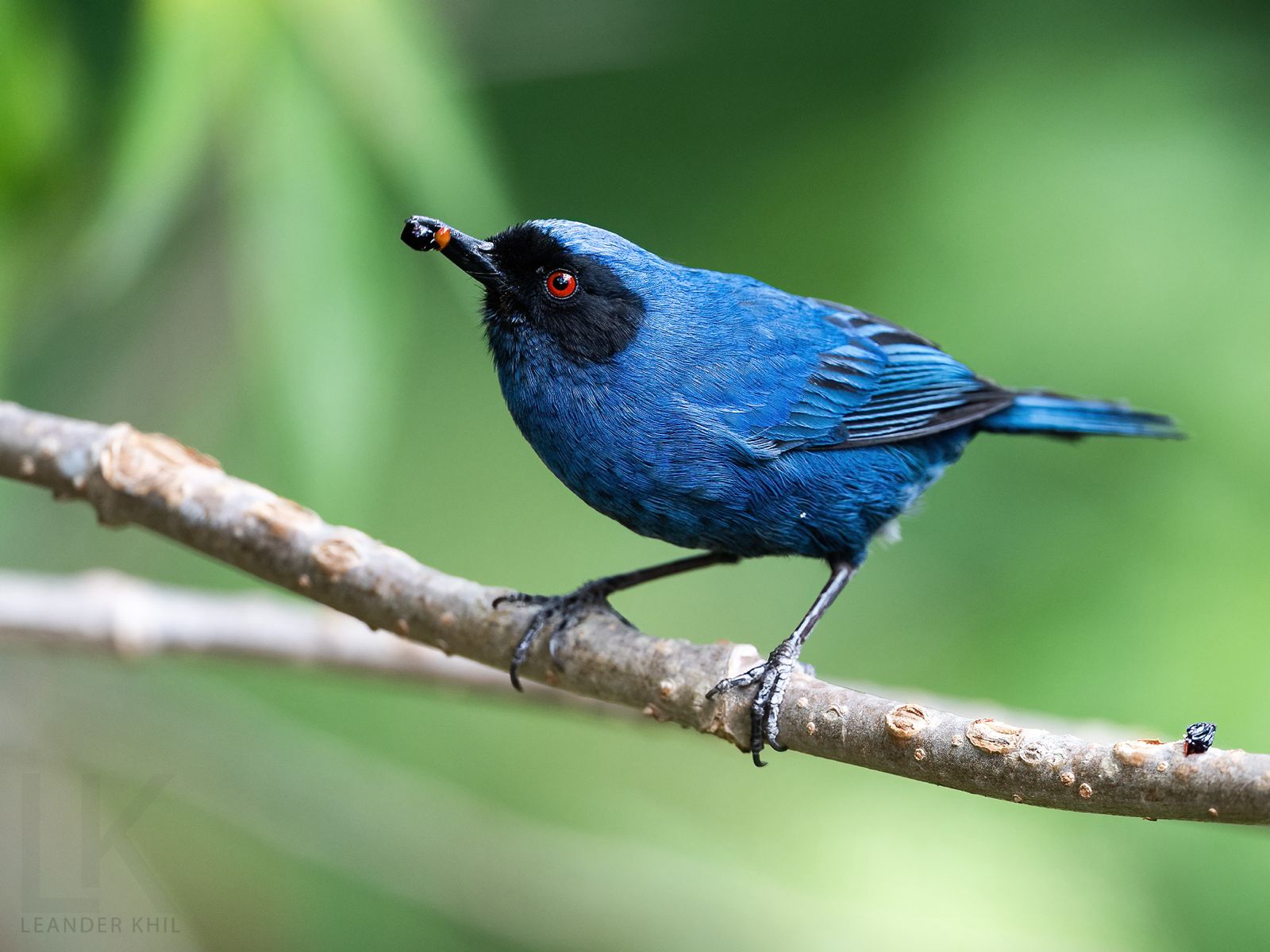 Masked Flowerpiercer by Leander Khil - Organikos